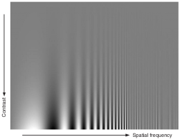 Illustration of the CSF Illustration of the CSF
